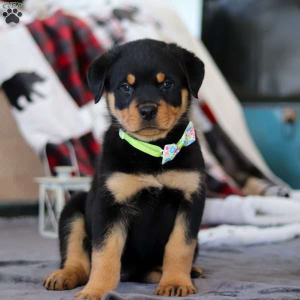 Shadow, Rottweiler Puppy